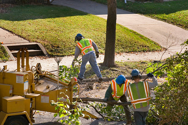 Trusted Bothell East, WA Tree Service Experts